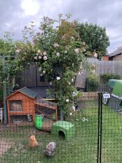 Una valla para pollos alrededor de todo el jardín