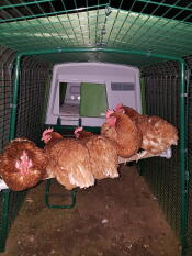 Cinco gallinas marrones sentadas en una percha en un corral con un gran gallinero verde