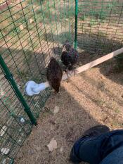 Pollos posados en Omlet percha universal para pollos