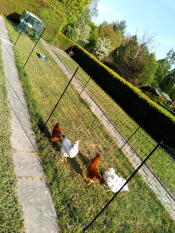 Omlet Eglu Cube gran gallinero y corral con pollos y Omlet valla para pollos en el jardín