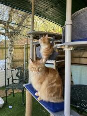 Tom y jerry disfrutan de su nuevo corral y perchas para gatos de 5 x 3 x 2