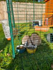Dos conejos cenando dentro de su recinto