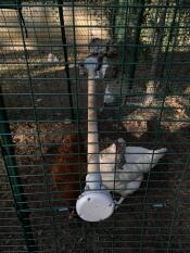 Pollos en el corral con Omlet percha universal para pollos