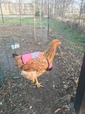 Un pollo con una chaqueta rosa de alta visibilidad