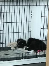 Un perro blanco y negro durmiendo dentro de una caja