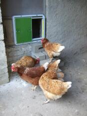 Omlet puerta automática verde para gallinero y pollos