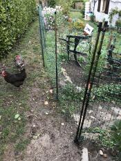 Omlet valla para pollos en el jardín