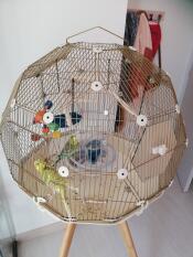 Geo jaula para pájaros con Gold jaula y base crema