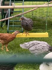 Una gallina posada en un columpio para pollos