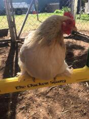 Un pollo sentado en un columpio para pollos