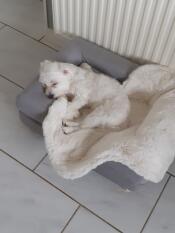 Un perrito blanco en una pequeña cama gris con topper de piel de oveja