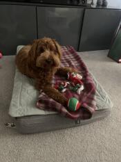 Un perro marrón y rizado tumbado en su cama gris