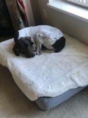 Un perro durmiendo en su cama gris y cubierta de piel de oveja