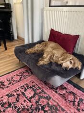 ¡¡¡la cama para perros más bonita y práctica que existe!!! 