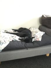 Por fin una gran cama para perros. a mi phoebe le encanta
