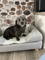 Un perro sentado en su cama gris con cojín