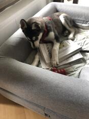 Un perro masticando un periódico en su cama gris con cojín