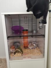 Chutney adora su nueva jaula (¡a prueba de gatos!)