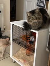 La jaula del hámster se convierte en una cama para el gato