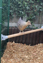 Una gallinita Discoverificando la percha de su recinto