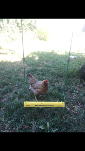 Una gallina de pie detrás de un columpio para pollos