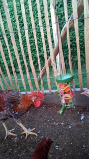 Una gallina picoteando una Golosina de Caddi con alGo de verdura dentro.