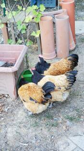 ¡a mis gallinas les gusta este abrevadero !