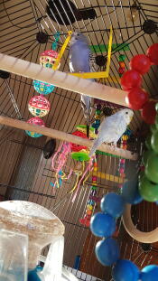 Pájaros disfrutando de la jaula para pájaros Omlet Geo .