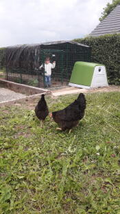 Dos gallinas explorando el jardín.