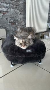 Un gato maine coon en una cama gris oscura con forma de donut