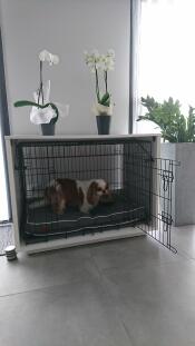 Una cama para perros Fido nicho con Nook en una casa con orquídeas en la parte superior y un pequeño perro marrón y blanco en el interior