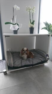 Un pequeño perro marrón y blanco en una gran cama para perros con una cama gris dentro y orquídeas encima