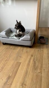 Un perro sentado en su cama gris con cojín