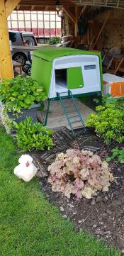 Un gallinero verde Eglu Cube con una gallina blanca en el exterior