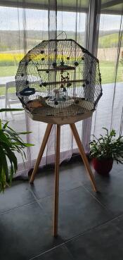 Una jaula de periquitos para pájaros Geo en un soporte alto con muchos accesorios en su interior en una casa