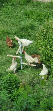 Las gallinas tratan de llegar a las semillas de girasol