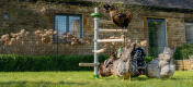 Bandada de gallinas jugando con juguetes y posándose en el árbol percha independiente para jardín