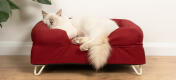 Lindo gato blanco esponjoso sentado en la cama de espuma de memoria de gato rojo merlot con los pies de horquilla blanca