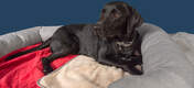 Perro acostado en rojo Omlet Lux ury soft dog blanket