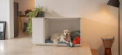 El perro labrador se relaja en el interior de Fido Nook jaula blanca con armario integrado