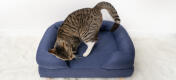 Lindo gato se pone cómodo en la cama de espuma de memoria azul medianoche para gatos
