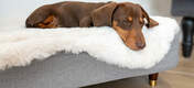 Perro durmiendo en la cama para perros Omlet Topology con funda de piel de oveja sintética y patas de madera y latón