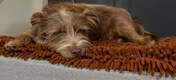 Perro durmiendo en la cama para perros Topology de Omlet con funda de microfibra