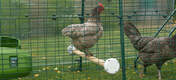 Una gallina Bantam posándose en el corral de un Eglu Cube