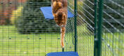 Gato saltando desde el peldaño de tela para gatos en el recinto exterior de Omlet