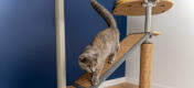 Cat on Freestyle plataforma de árbol para gatos de interior de suelo a techo con sisal reemplazable