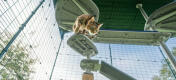 Gato en Omlet Freestyle plataforma de árbol de gato al aire libre en el interior Omlet catio