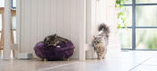 Gatos en una cocina, uno de ellos durmiendo en una  suave cama donut para gatos violeta.