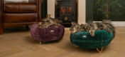 Gatos en el salón durmiendo en las camas donut para gatos violeta y verde pavo real