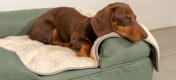 Con esta manta extra suave tu perro disfrutará de un profundo y relajado descanso